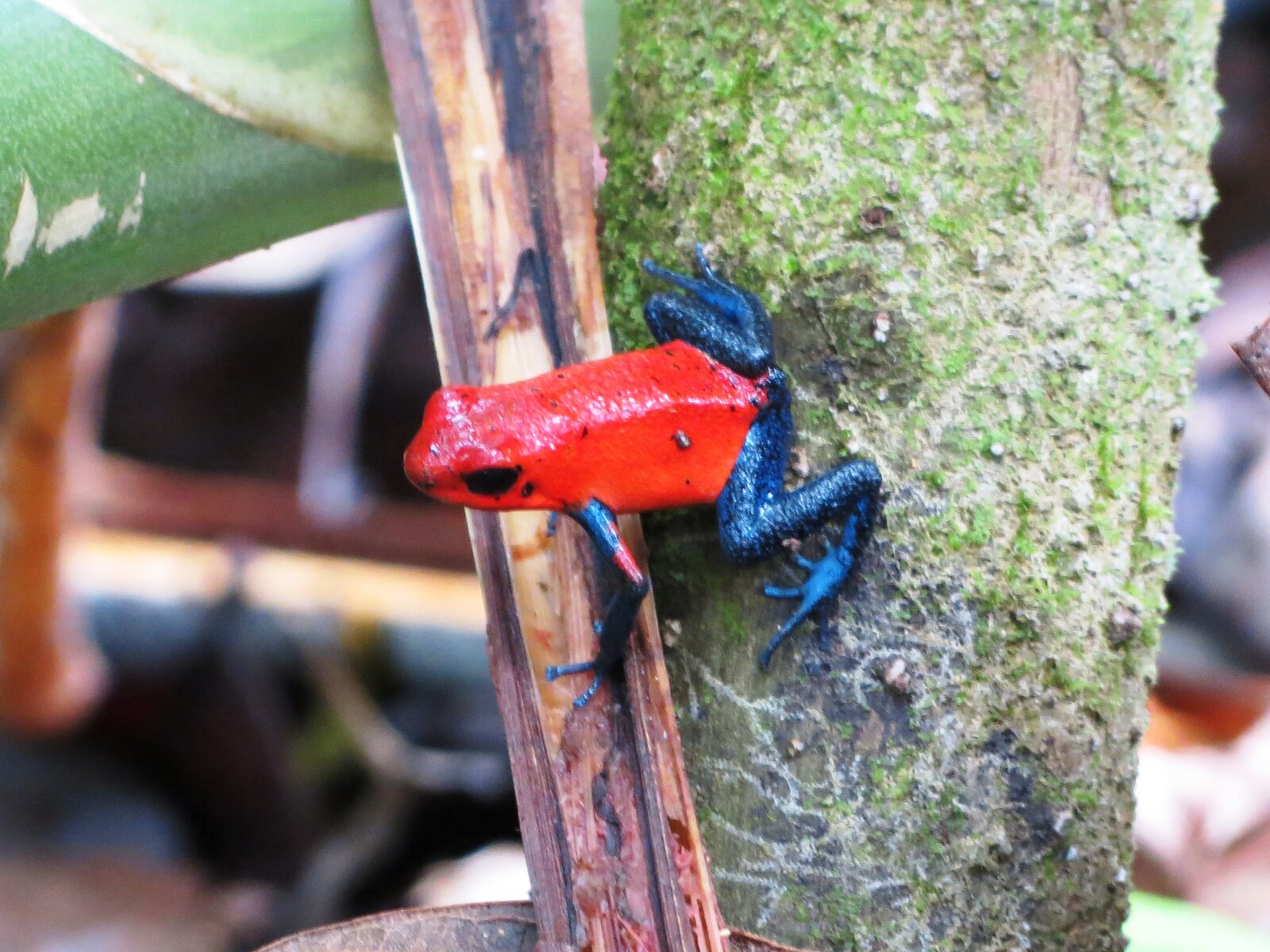 Hanging Bridges & Sloth Tour photo 2